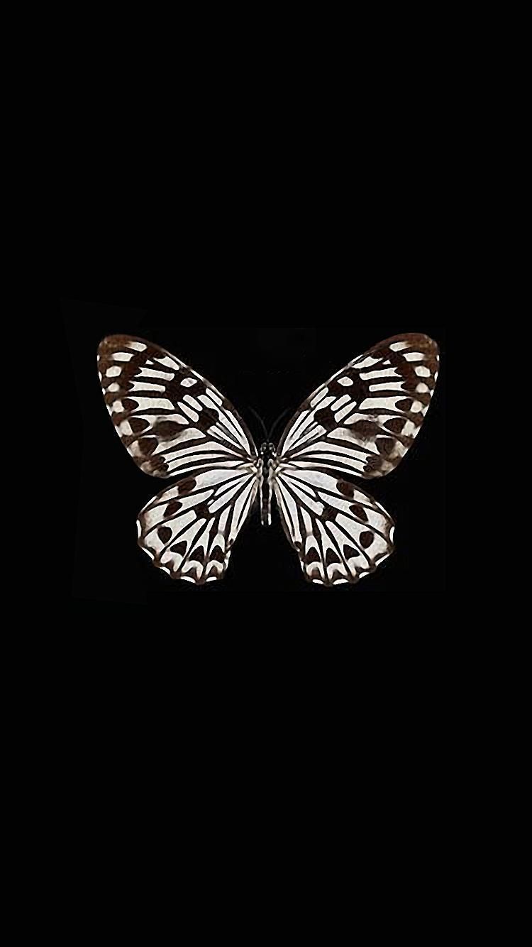 Butterfly Black And White Wallpapers