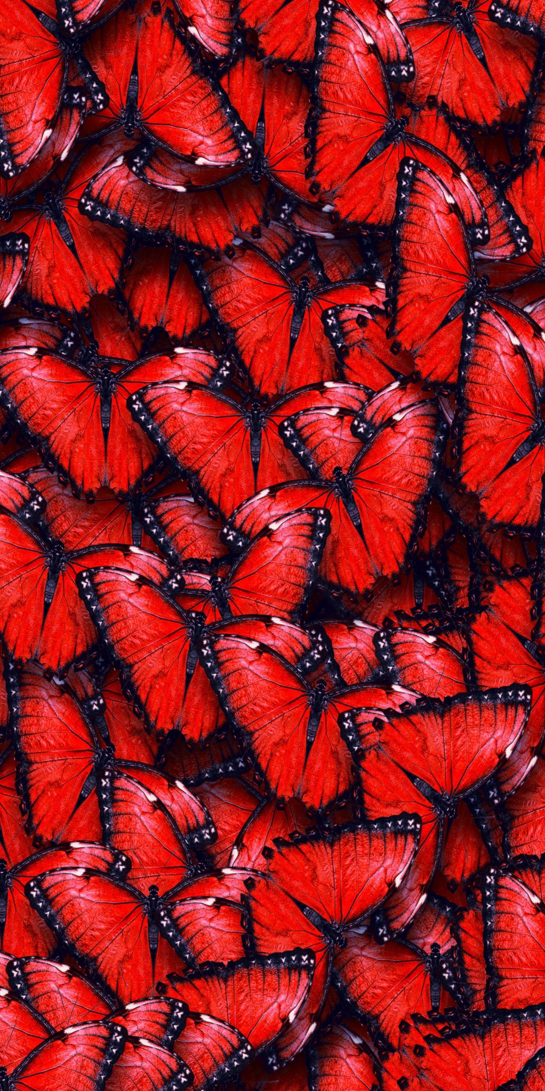 Butterfly For Android Wallpapers