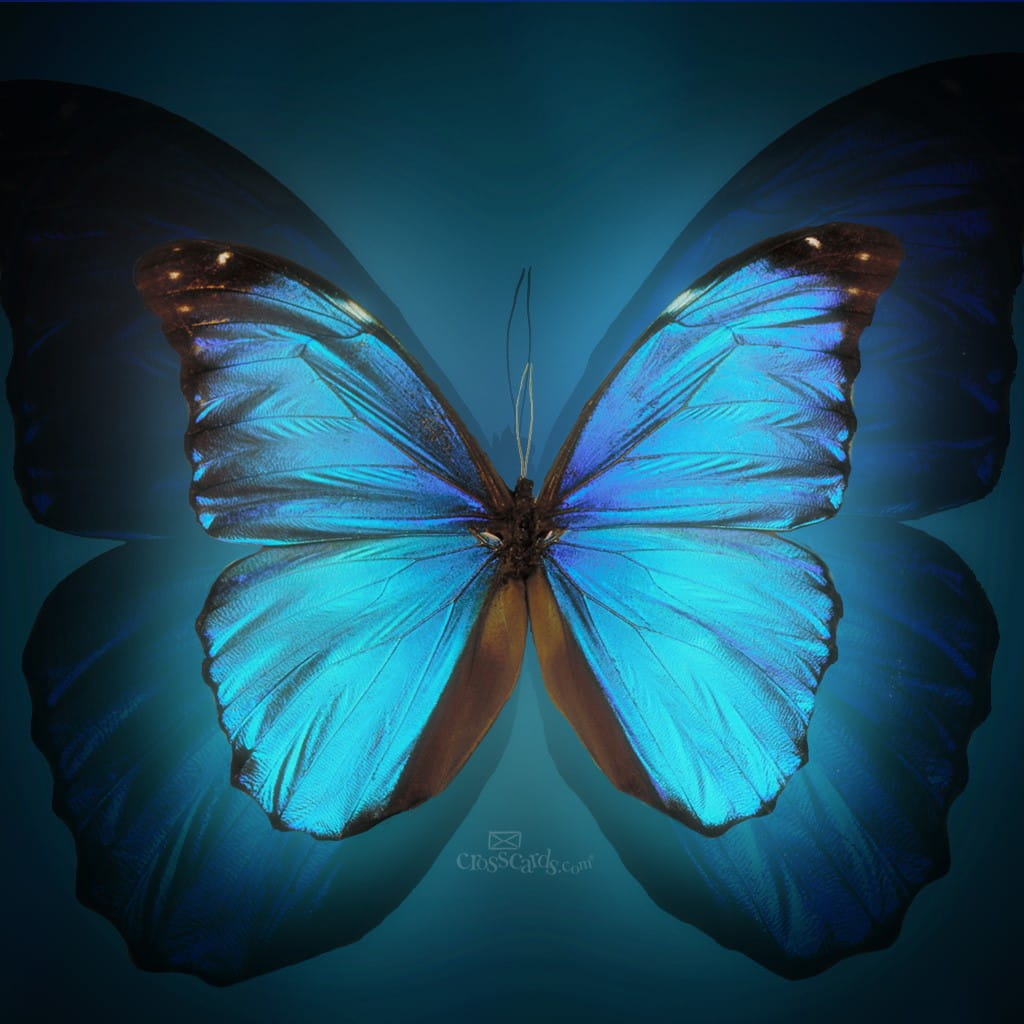 Butterfly For Android Wallpapers