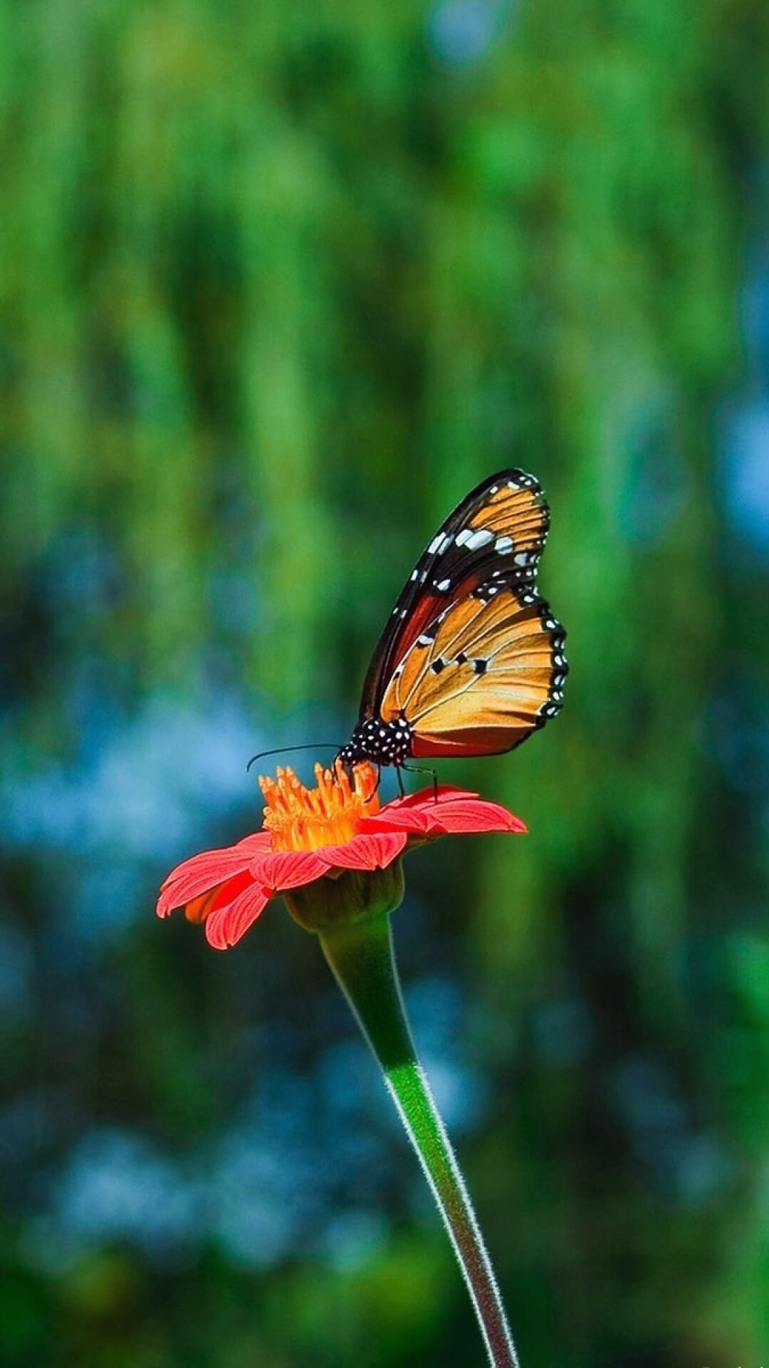 Butterfly For Android Wallpapers