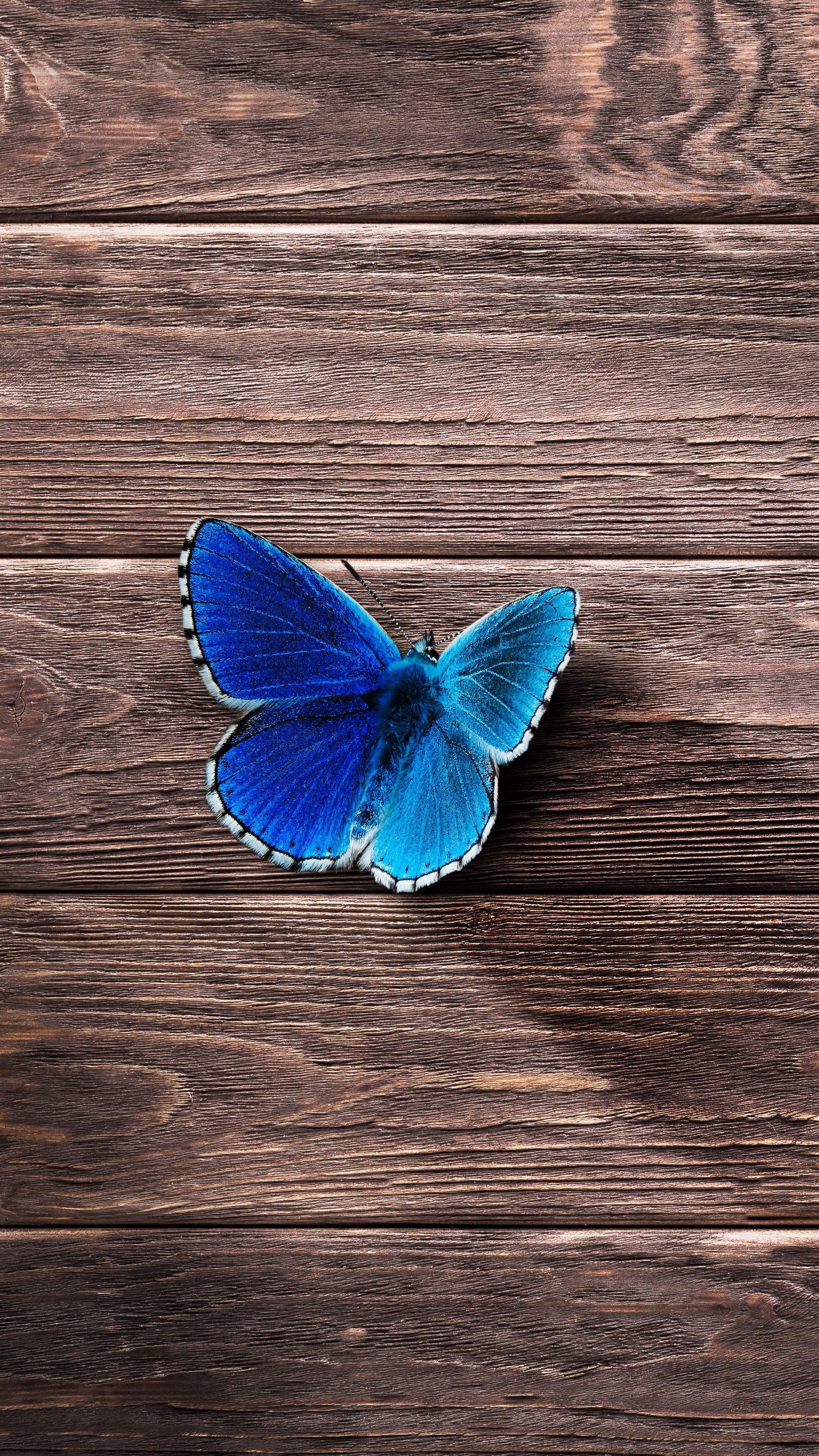 Butterfly For Android Wallpapers