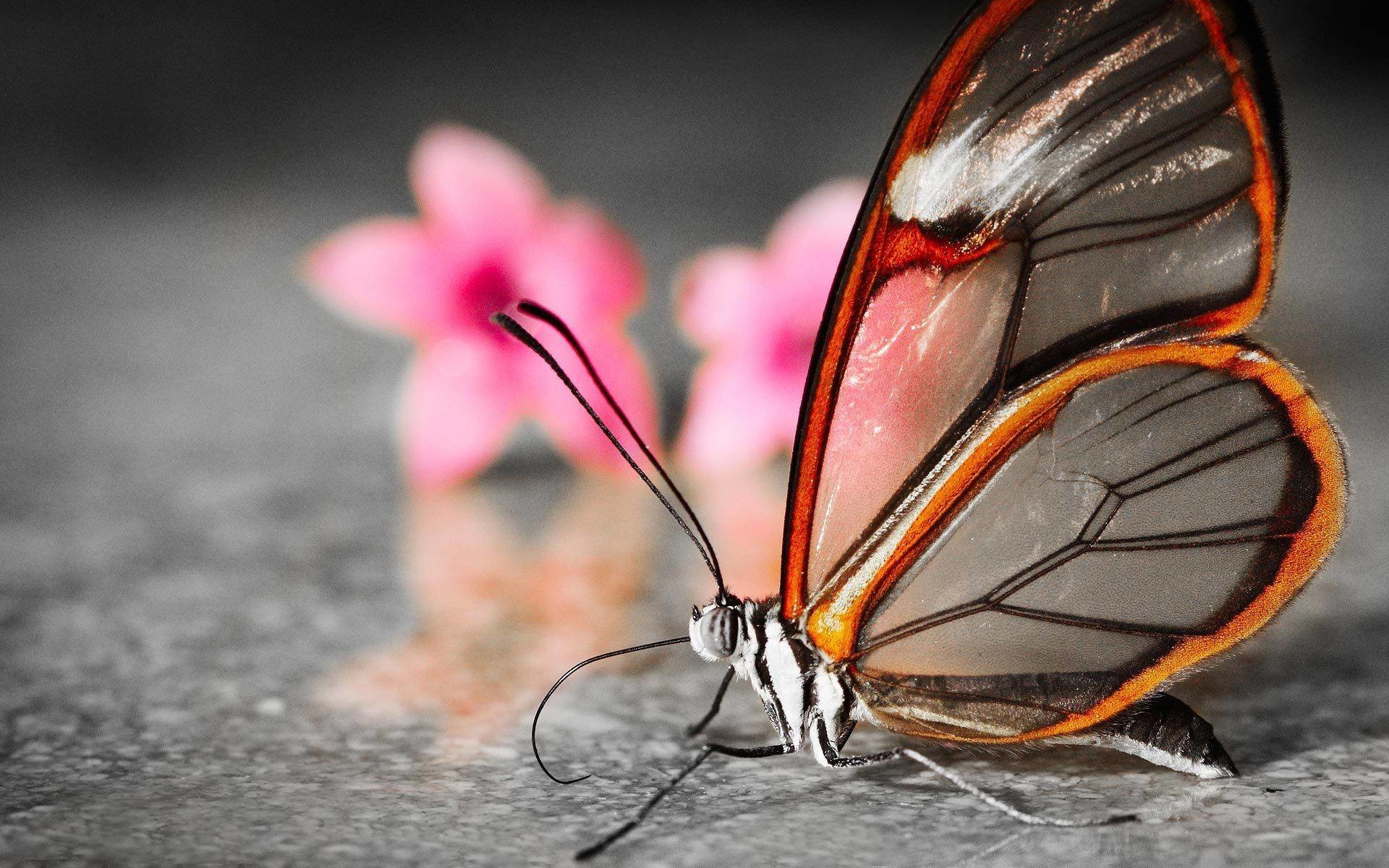 Butterfly Hd Wallpapers