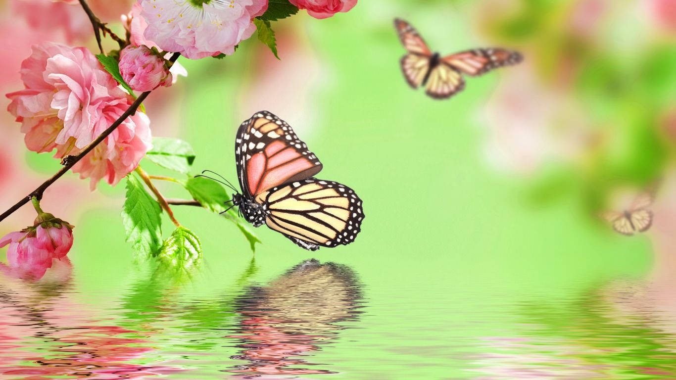 Butterfly Hd Wallpapers