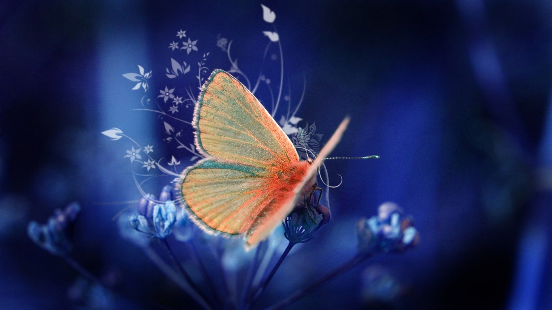 Butterfly Hd Wallpapers