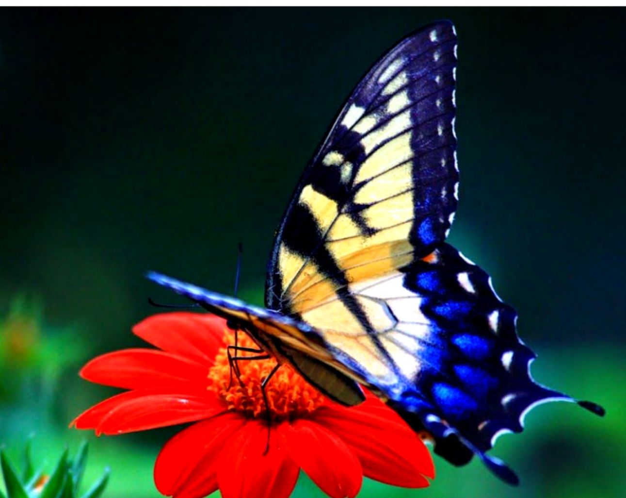 Butterfly Hd Wallpapers