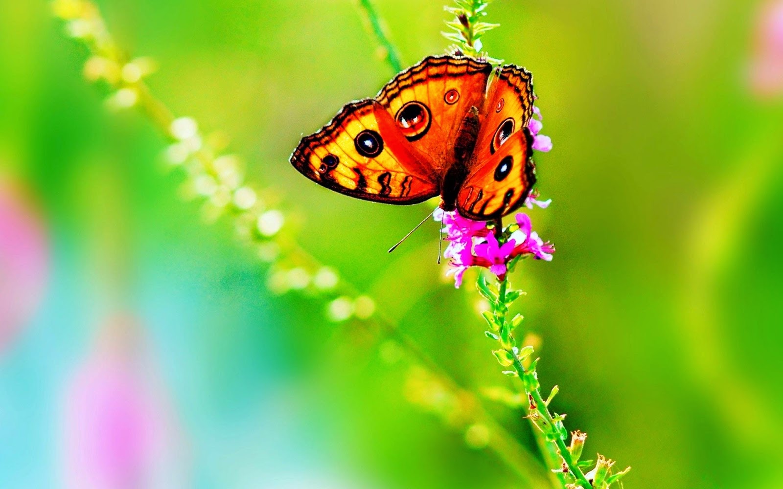 Butterfly Hd Wallpapers