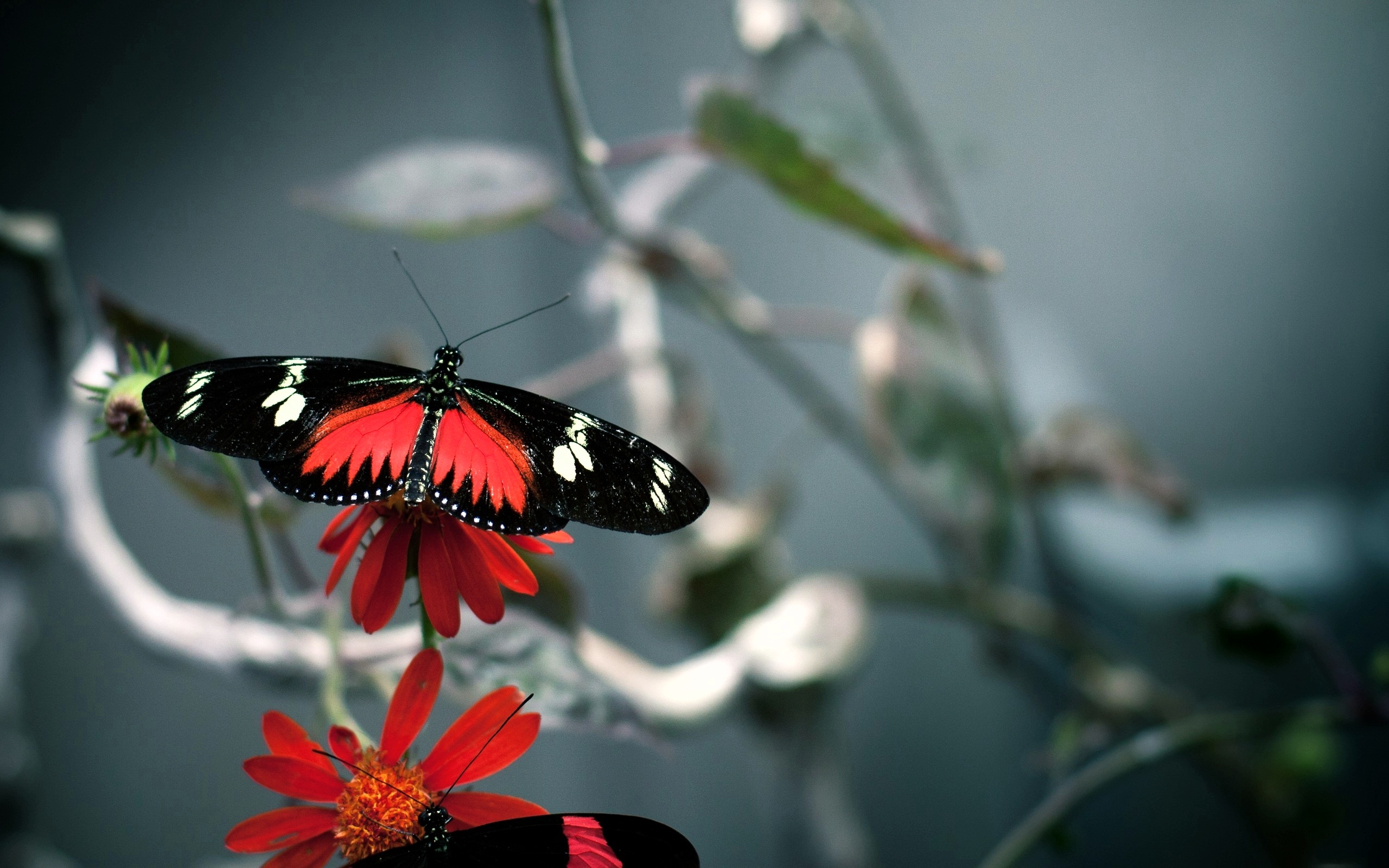 Butterfly Hd Wallpapers