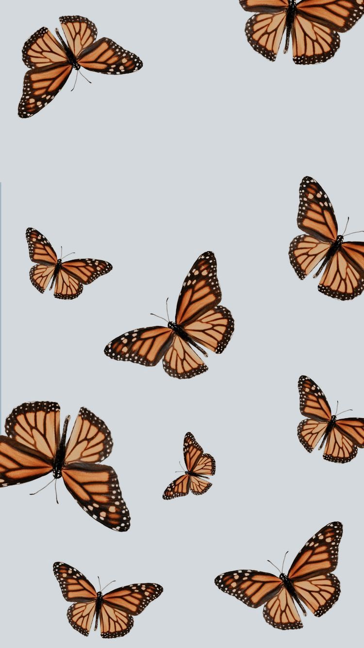 Butterfly Ipad Wallpapers