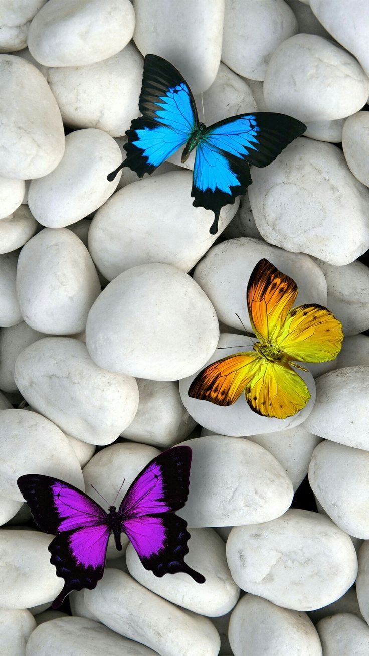 Butterfly Ipad Wallpapers