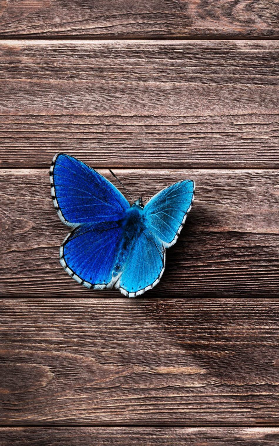 Butterfly Mobile Wallpapers