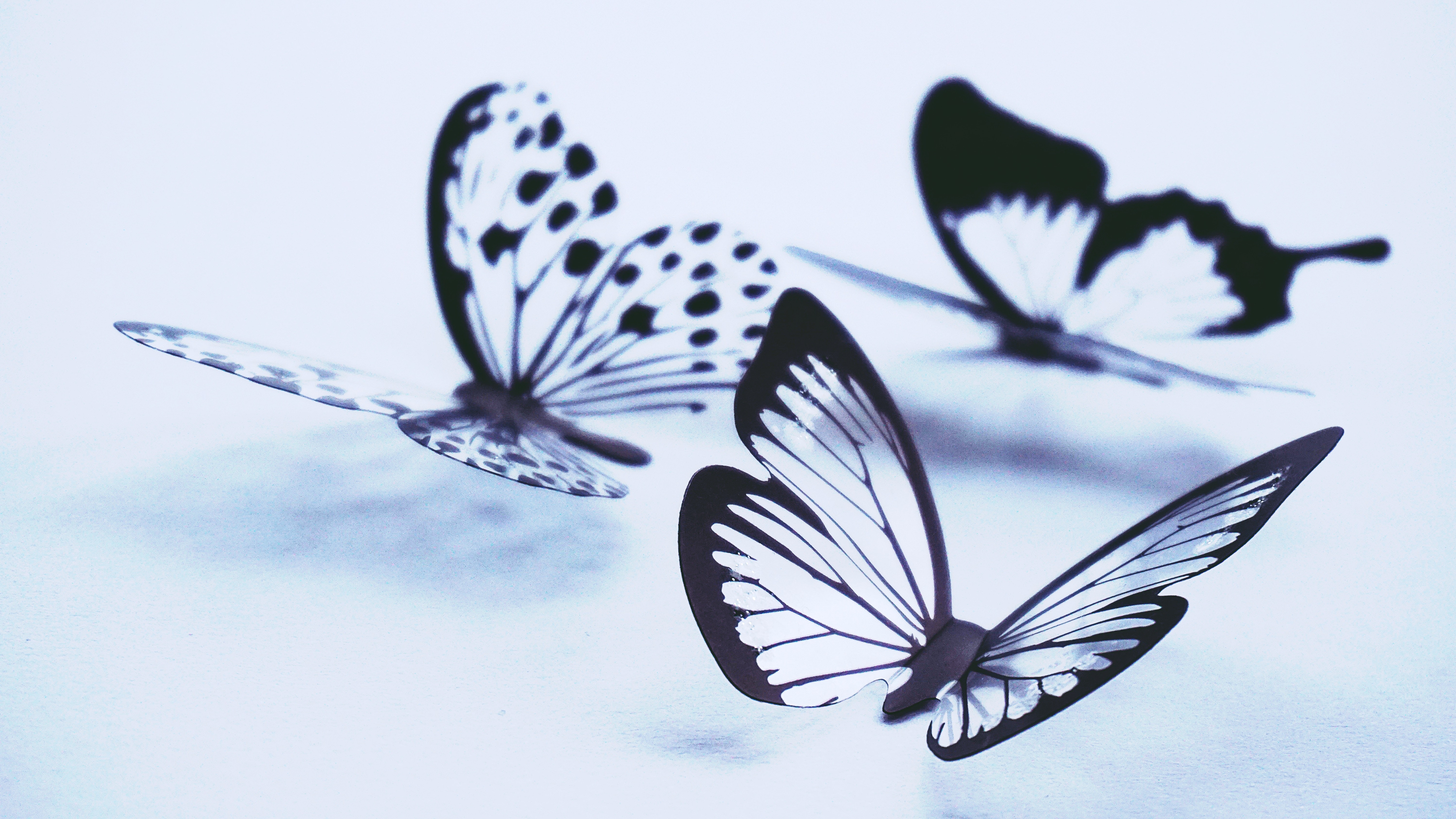 Butterfly Wallpapers