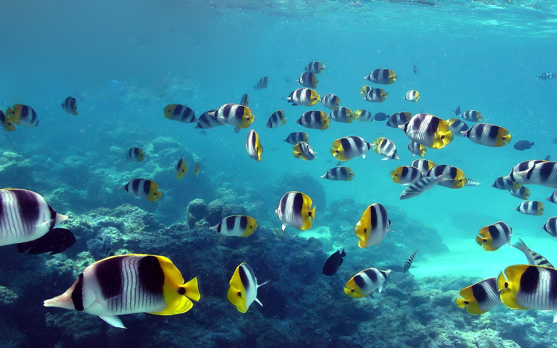 Butterflyfish Wallpapers