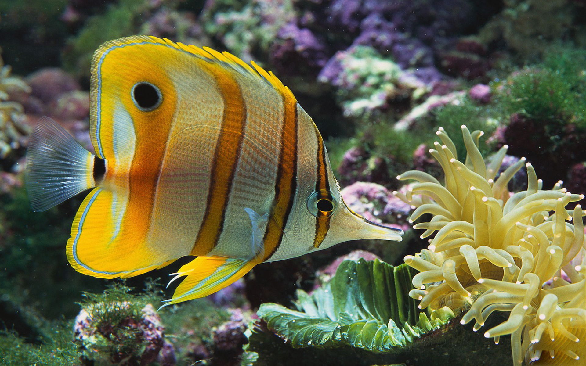 Butterflyfish Wallpapers