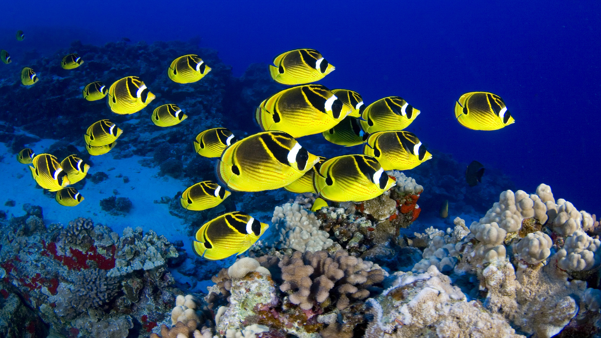 Butterflyfish Wallpapers