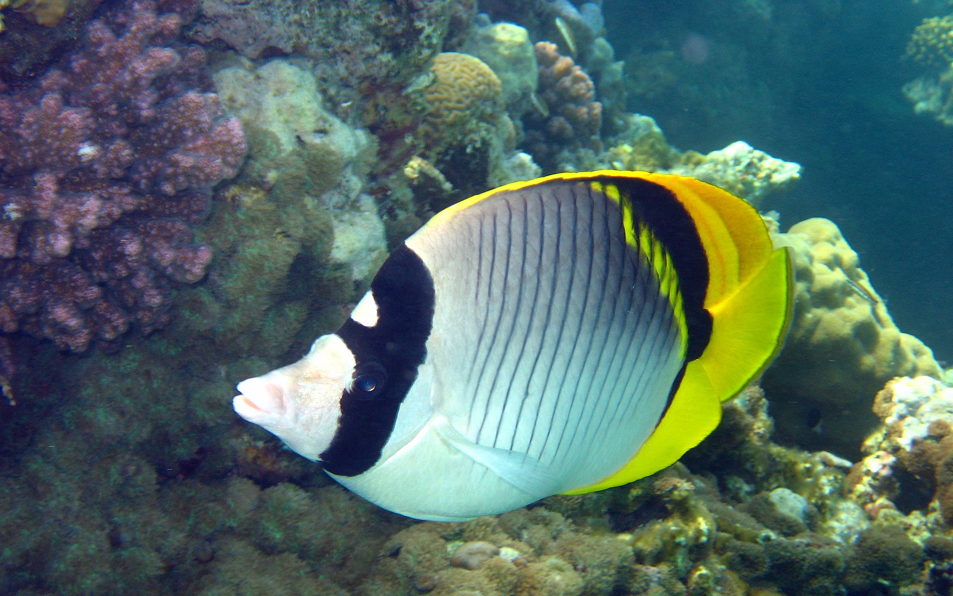 Butterflyfish Wallpapers