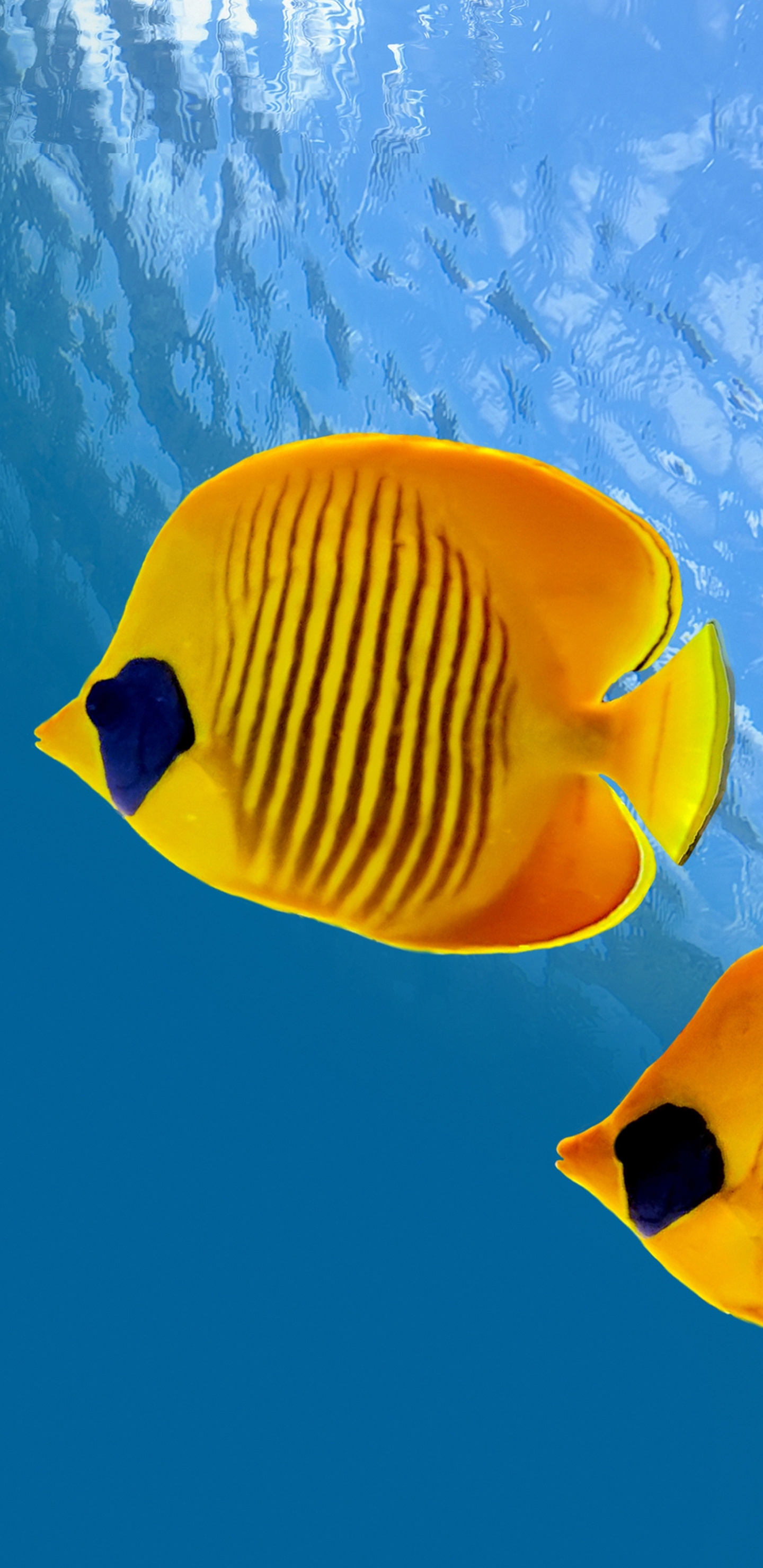 Butterflyfish Wallpapers