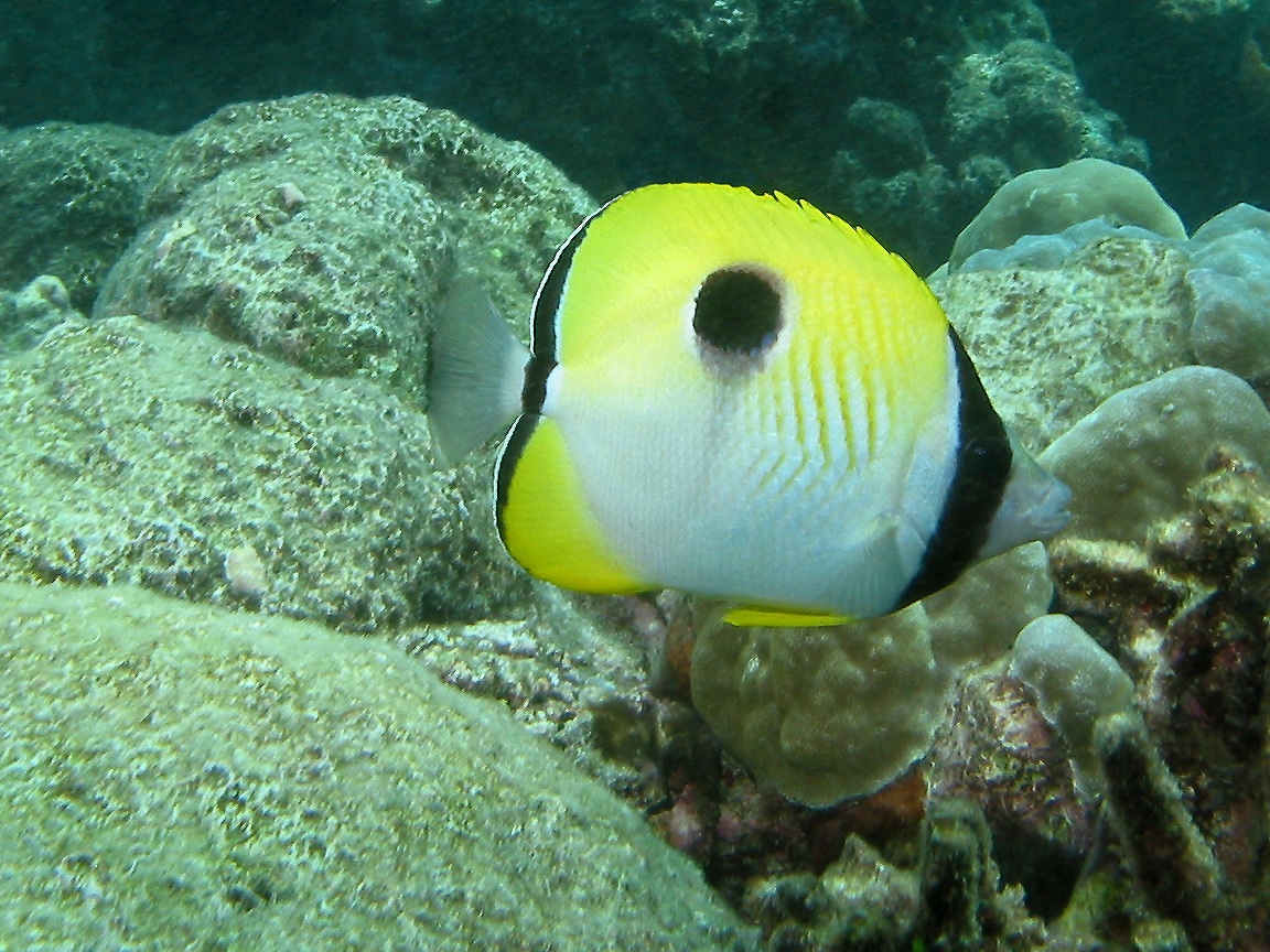 Butterflyfish Wallpapers