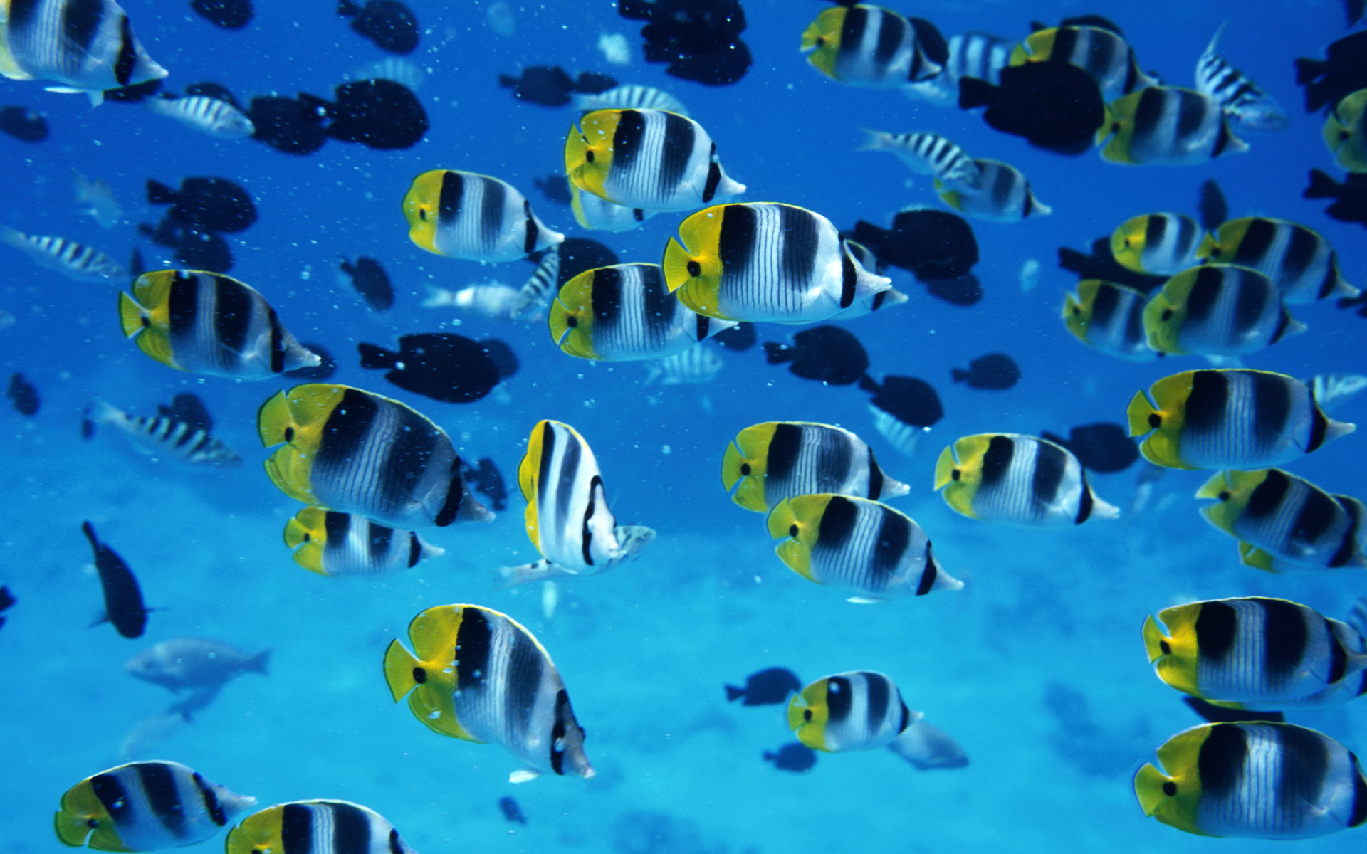 Butterflyfish Wallpapers