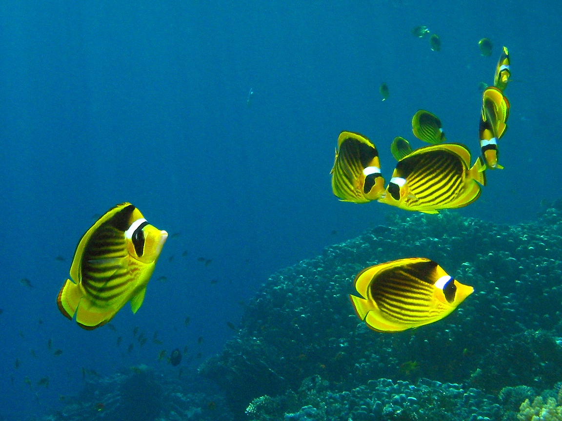 Butterflyfish Wallpapers