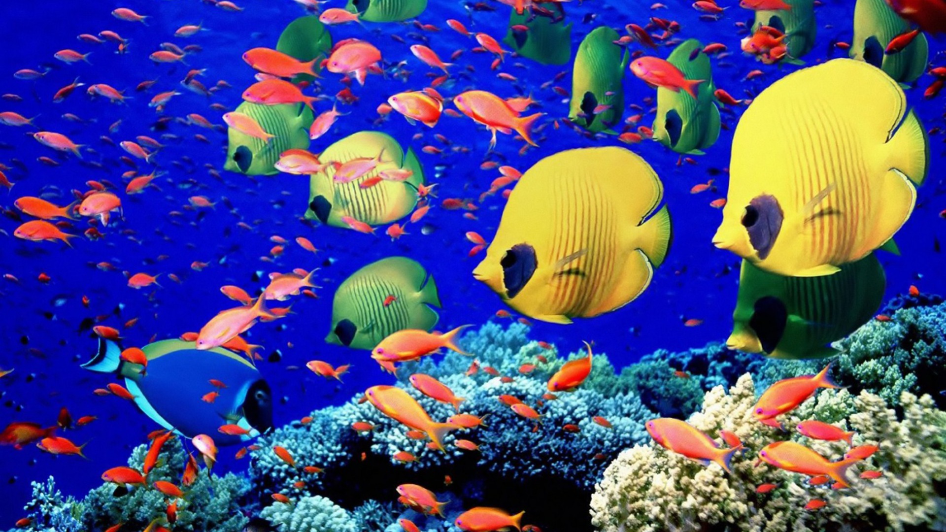 Butterflyfish Wallpapers