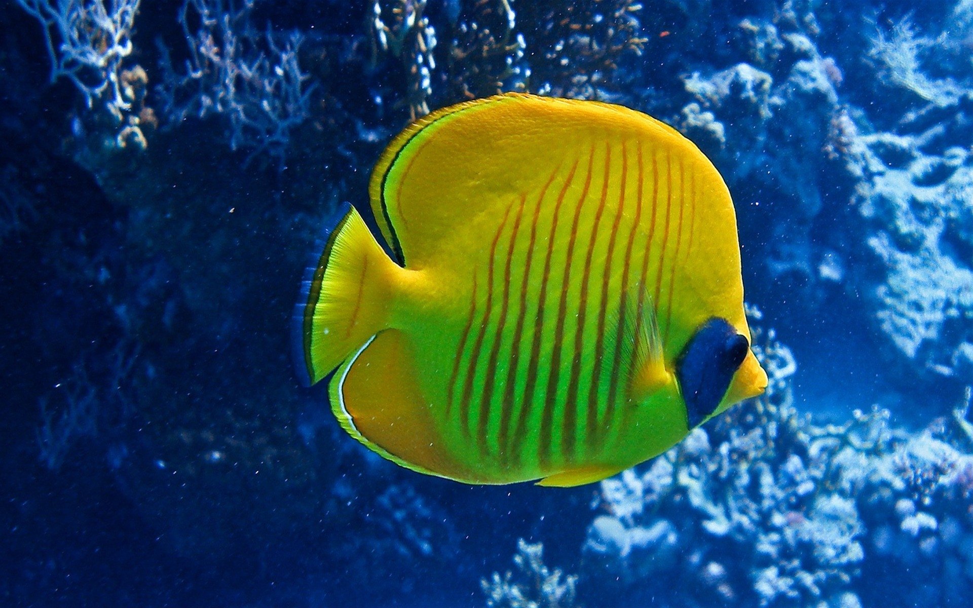 Butterflyfish Wallpapers