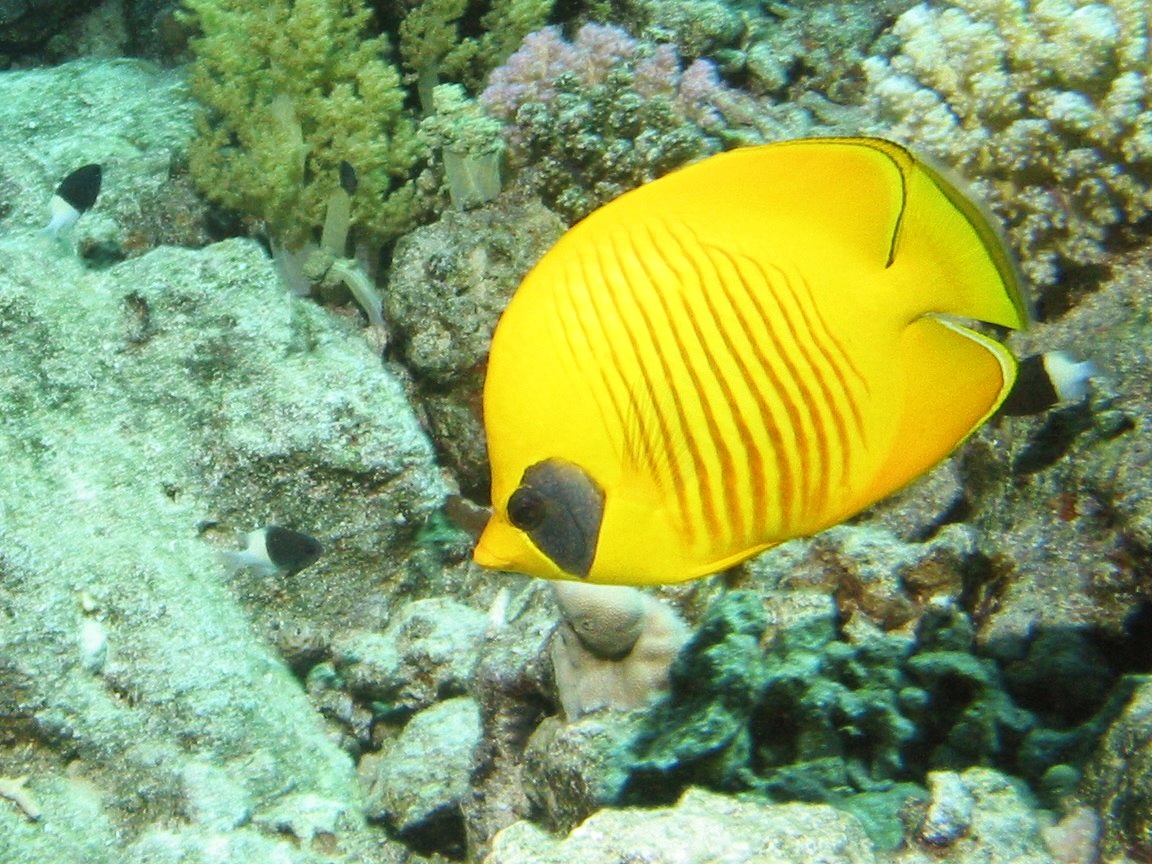 Butterflyfish Wallpapers