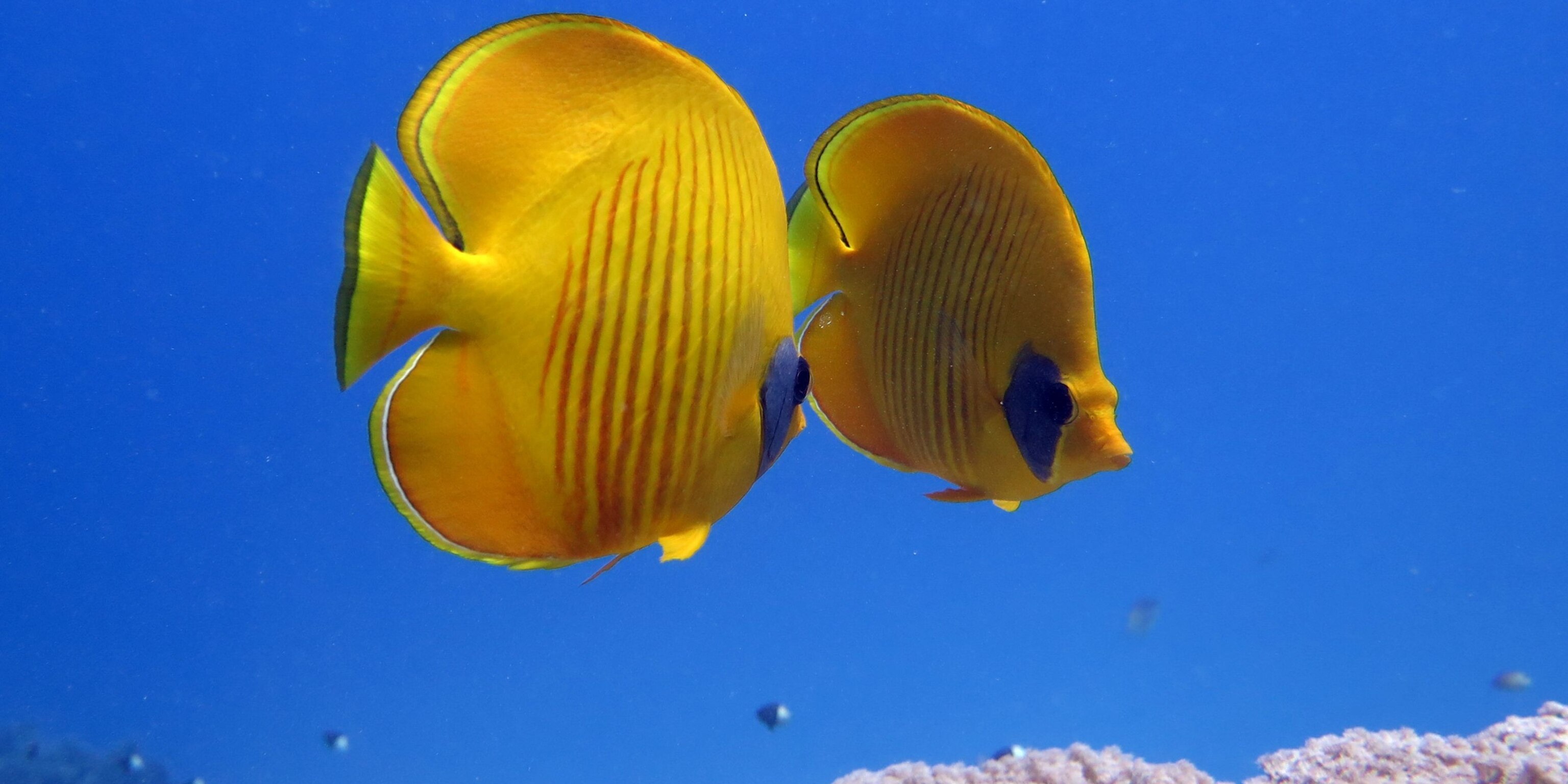 Butterflyfish Wallpapers