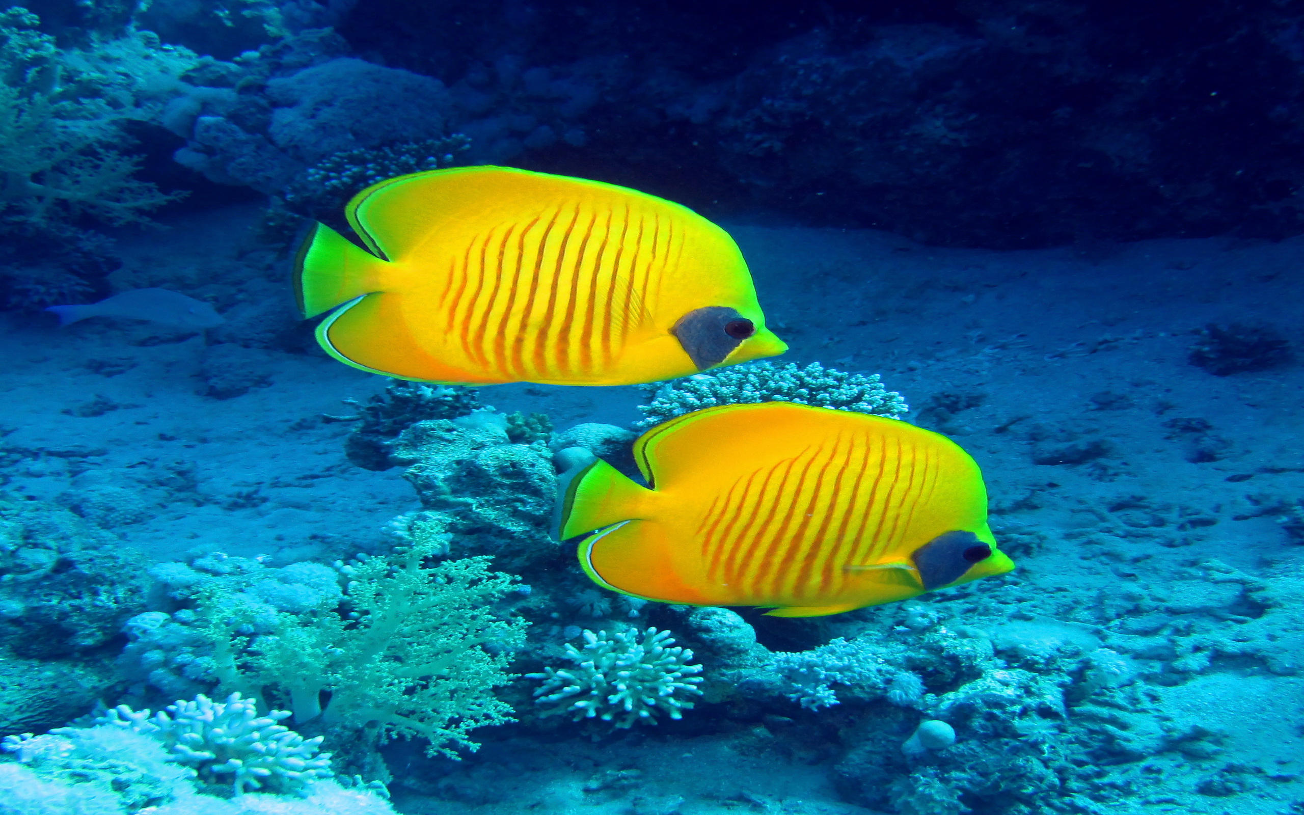 Butterflyfish Wallpapers