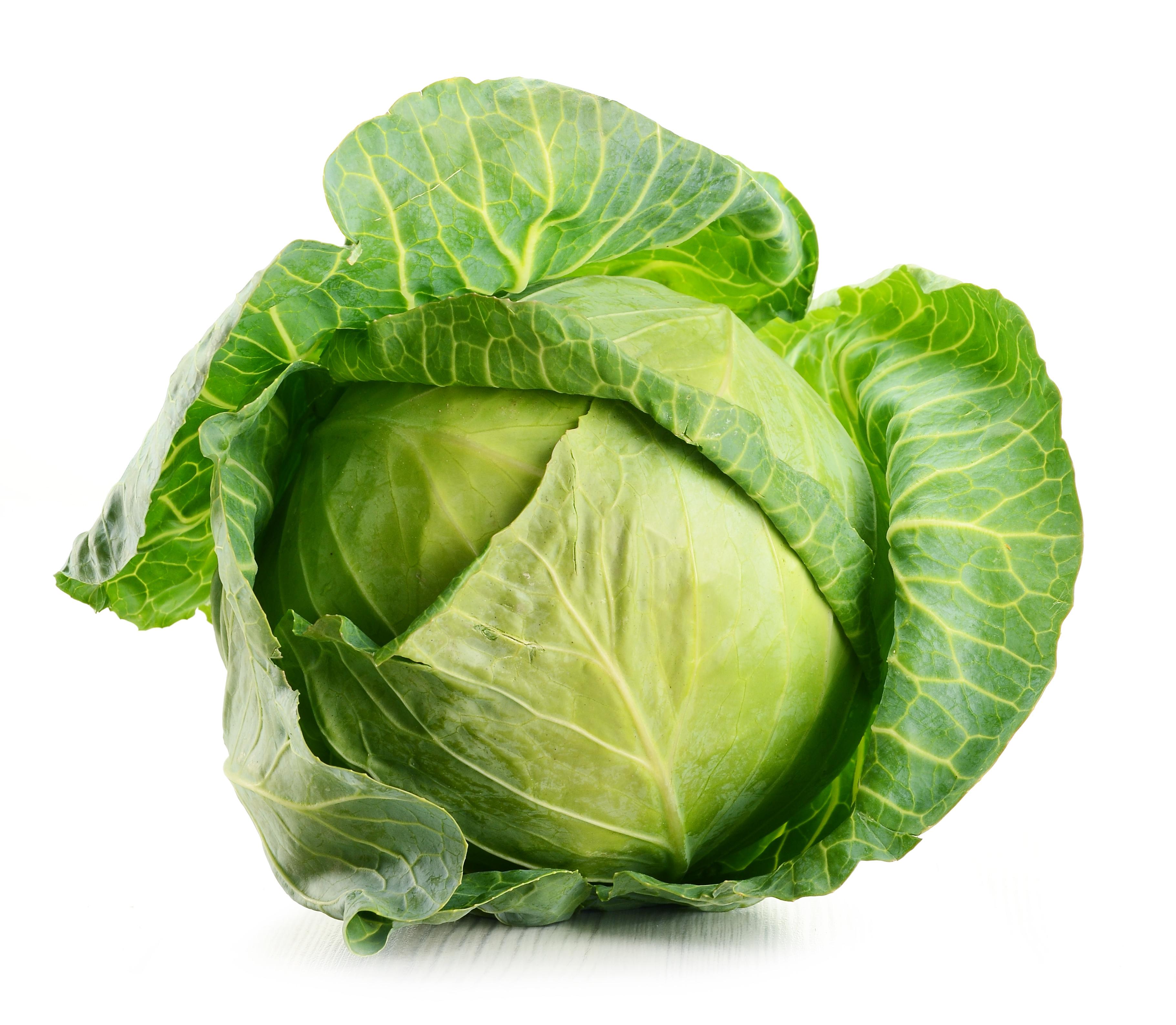 Cabbage Wallpapers