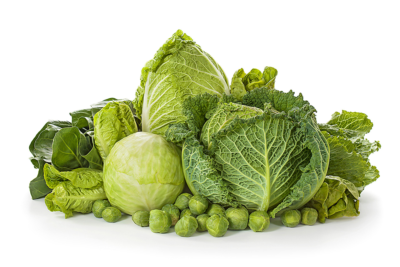 Cabbage Wallpapers