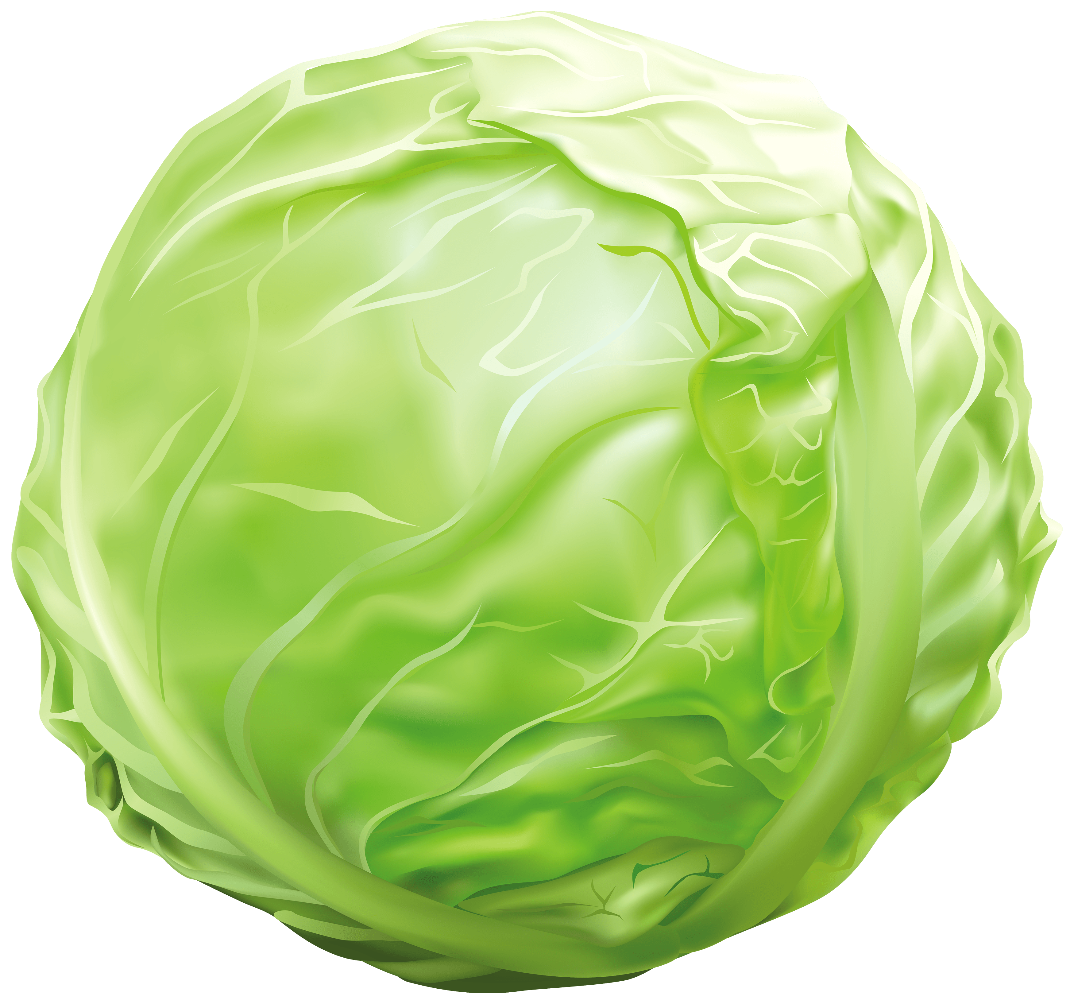 Cabbage Wallpapers