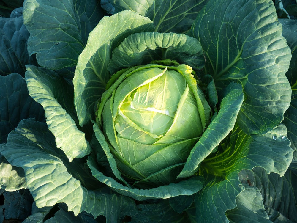 Cabbage Wallpapers