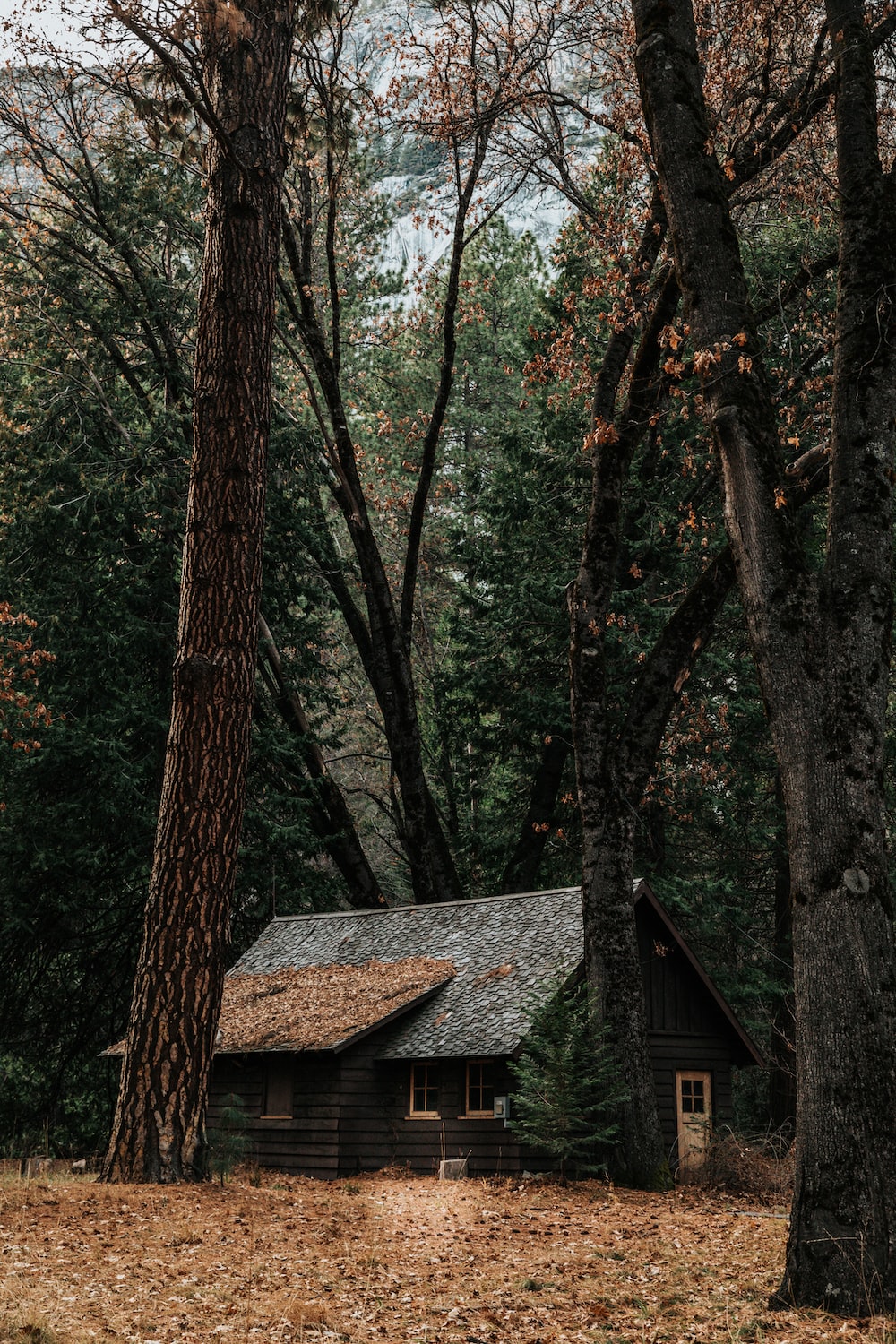 Cabin In The Woods Background