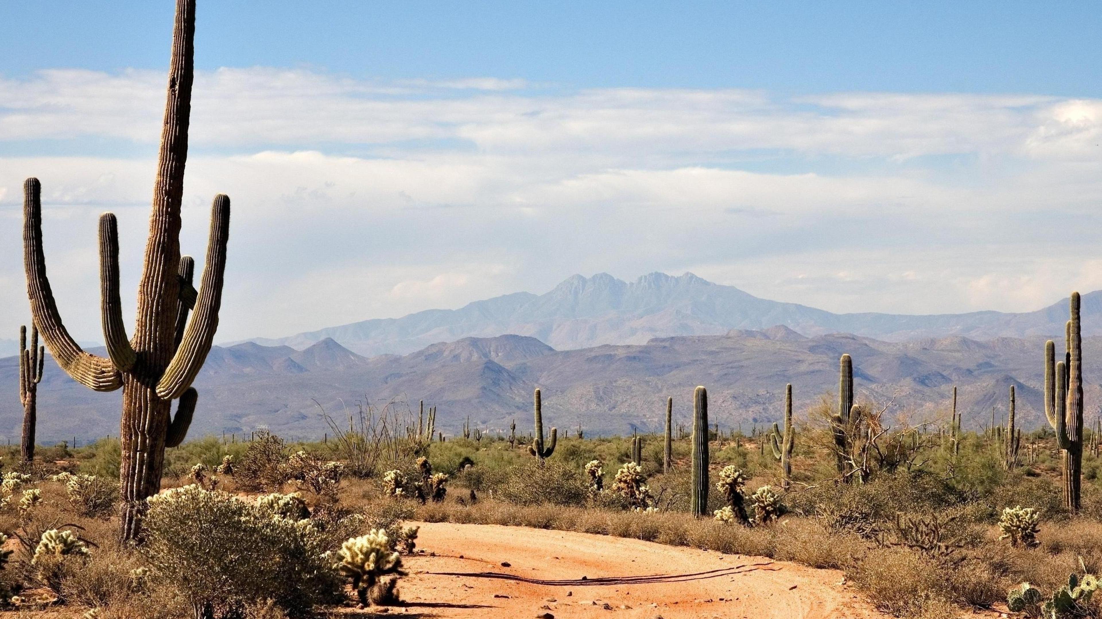 Cactus Desert Background