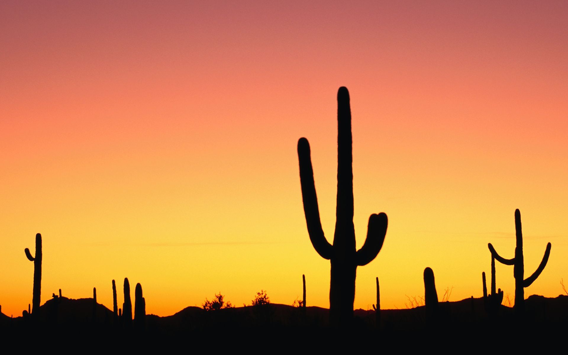 Cactus Desert Background