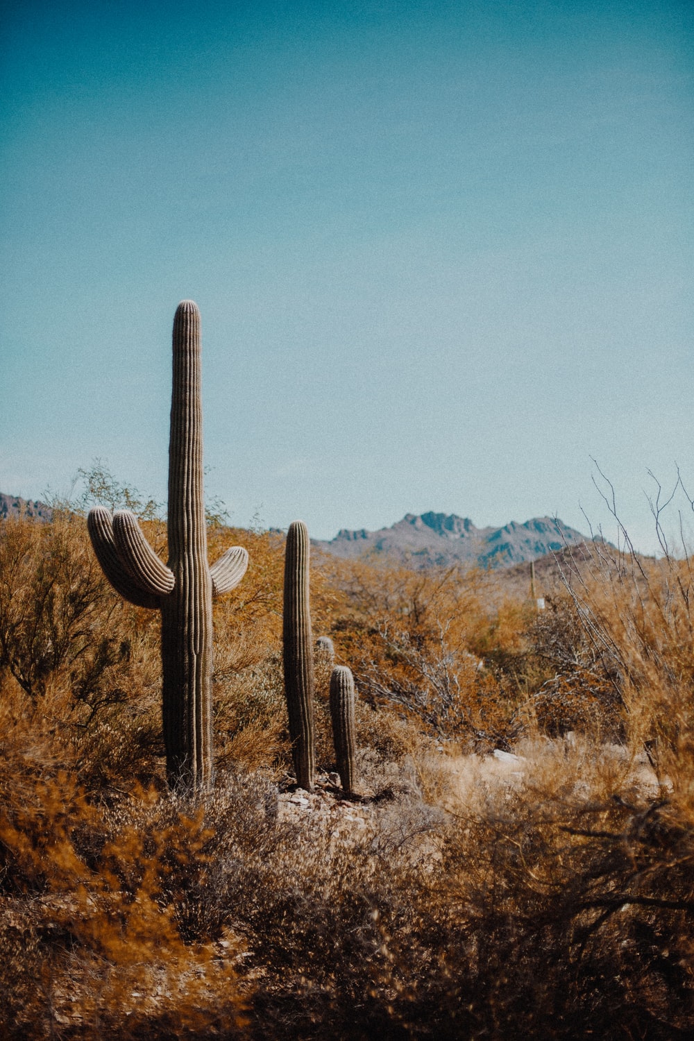 Cactus Desert Background