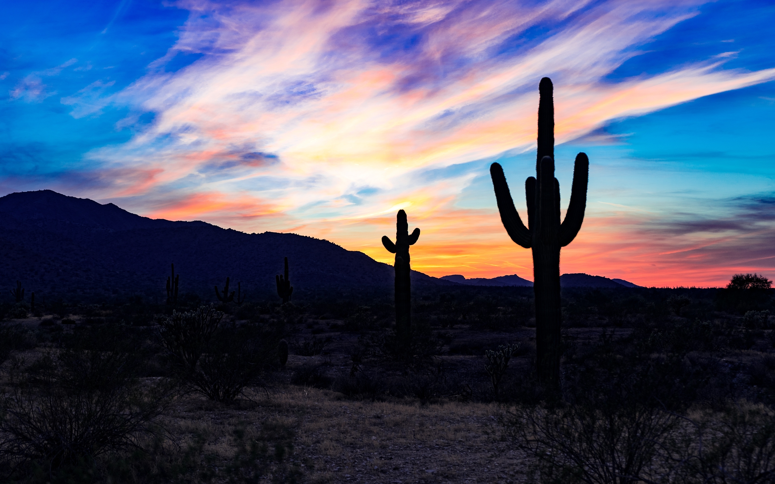 Cactus Desert Background