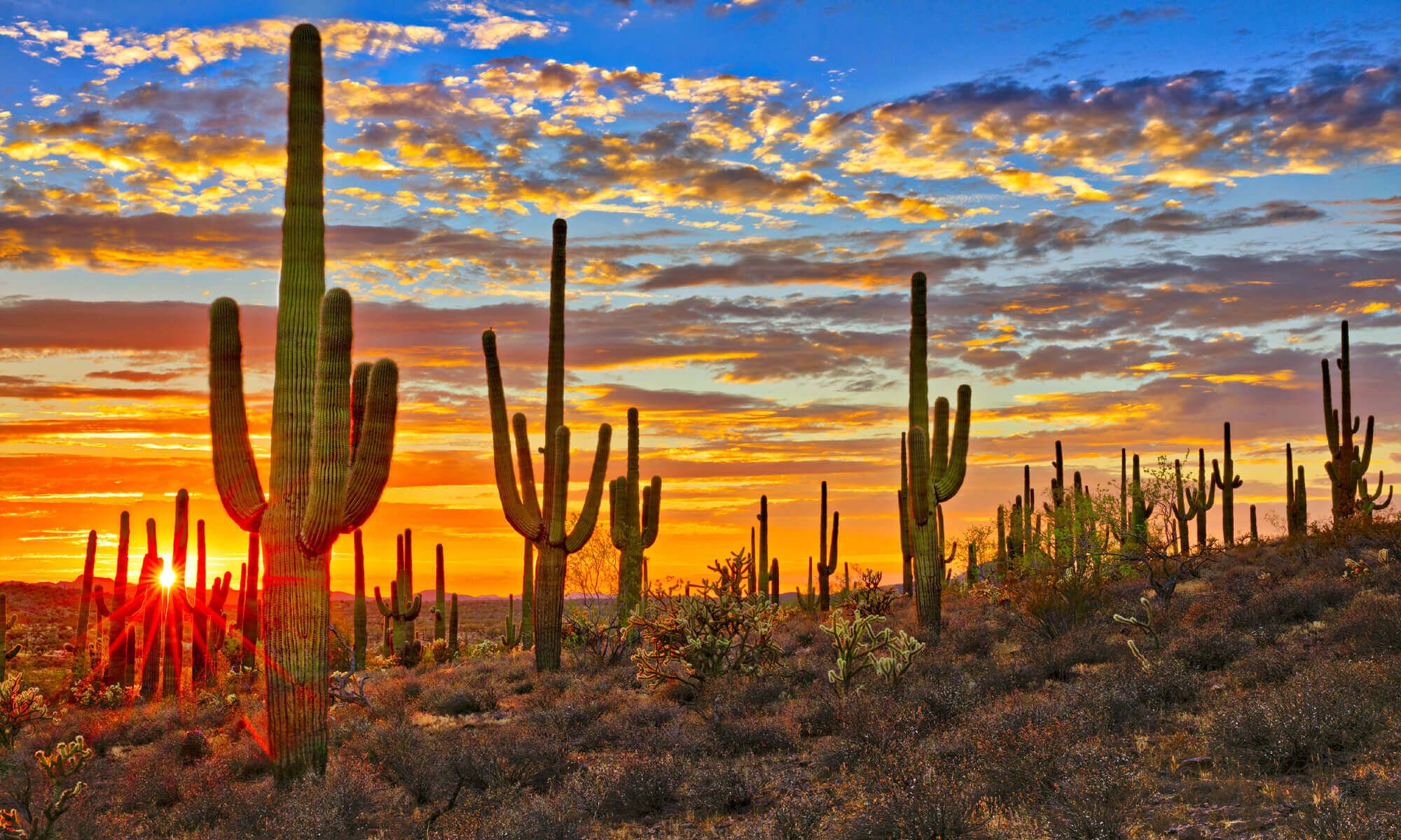 Cactus Desert Background