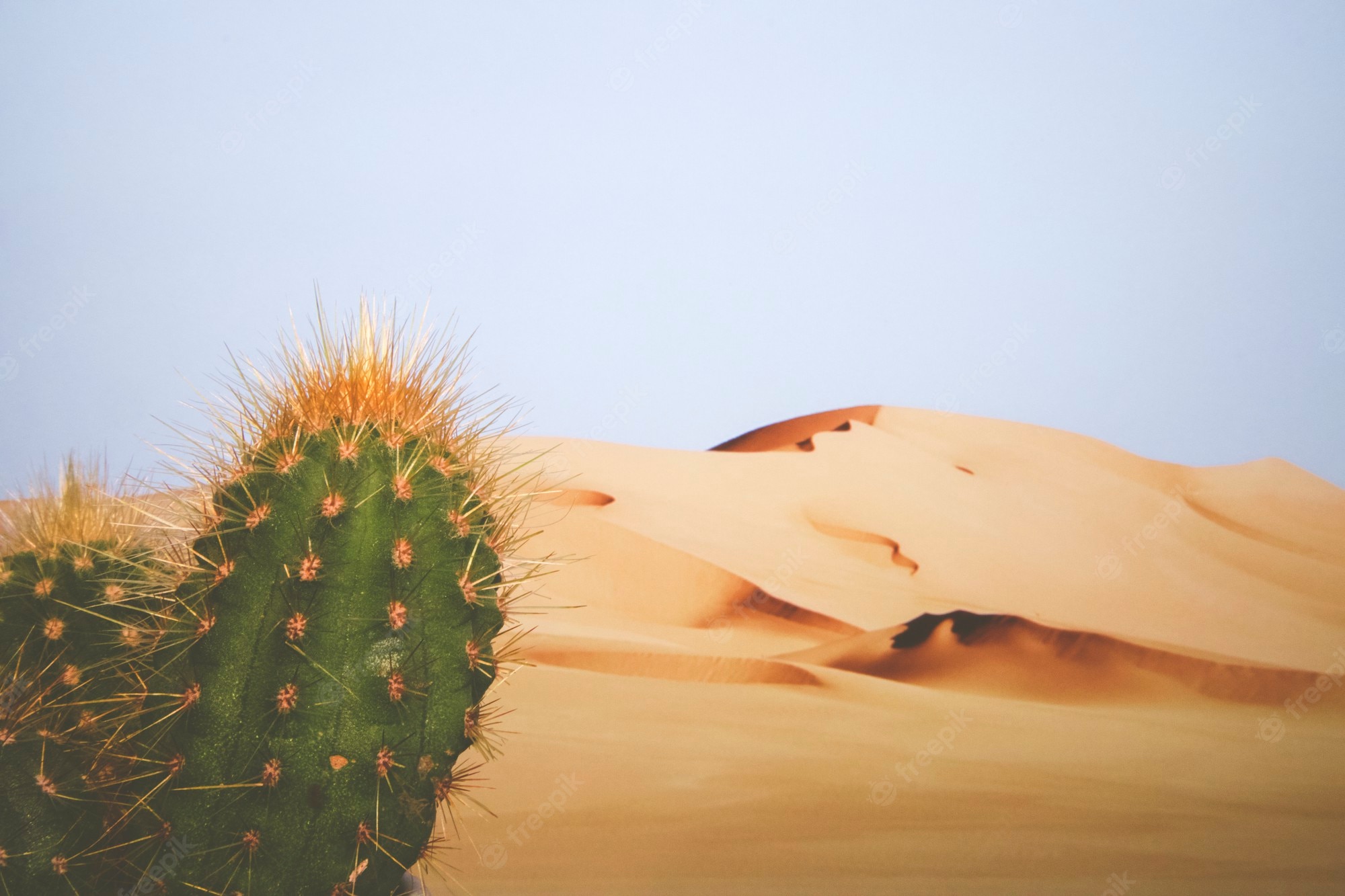 Cactus Desert Background