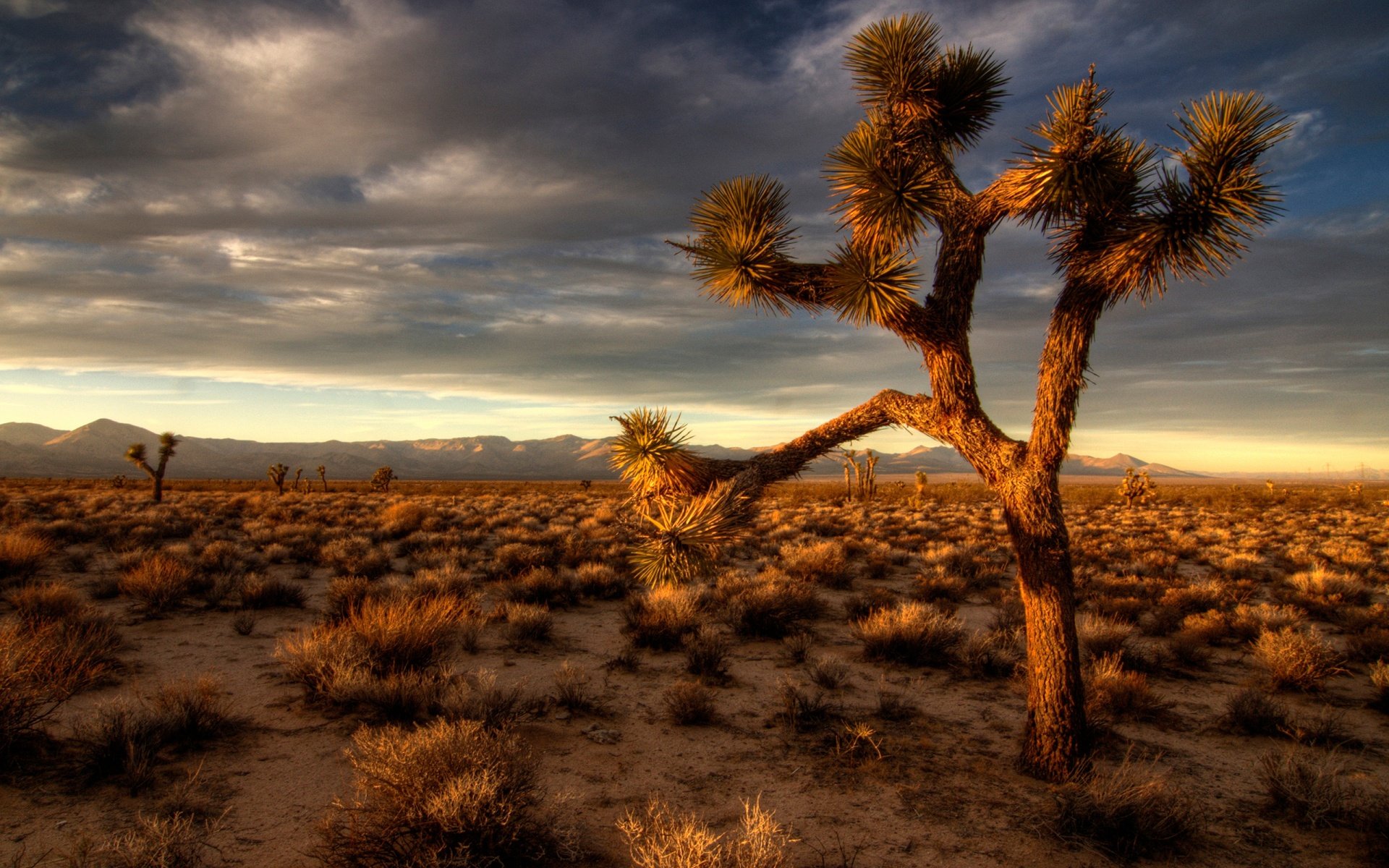 Cactus Desert Background