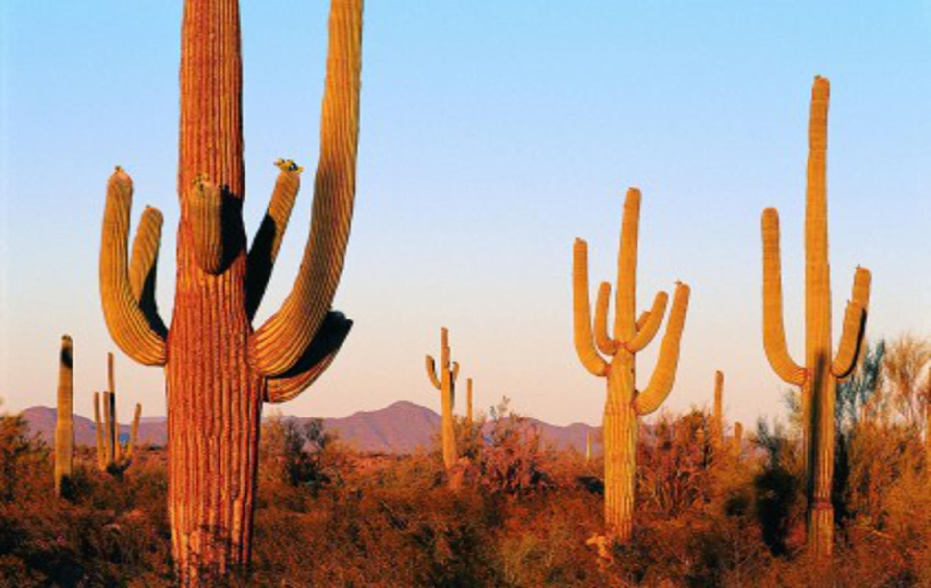 Cactus Desert Background