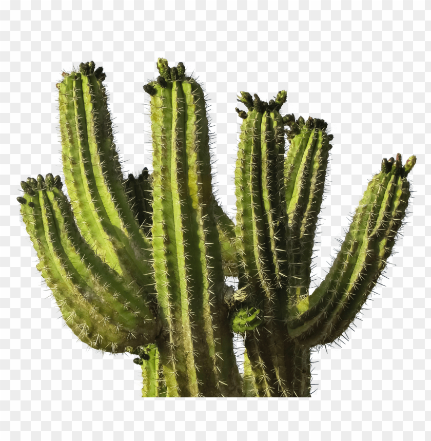 Cactus Desert Background