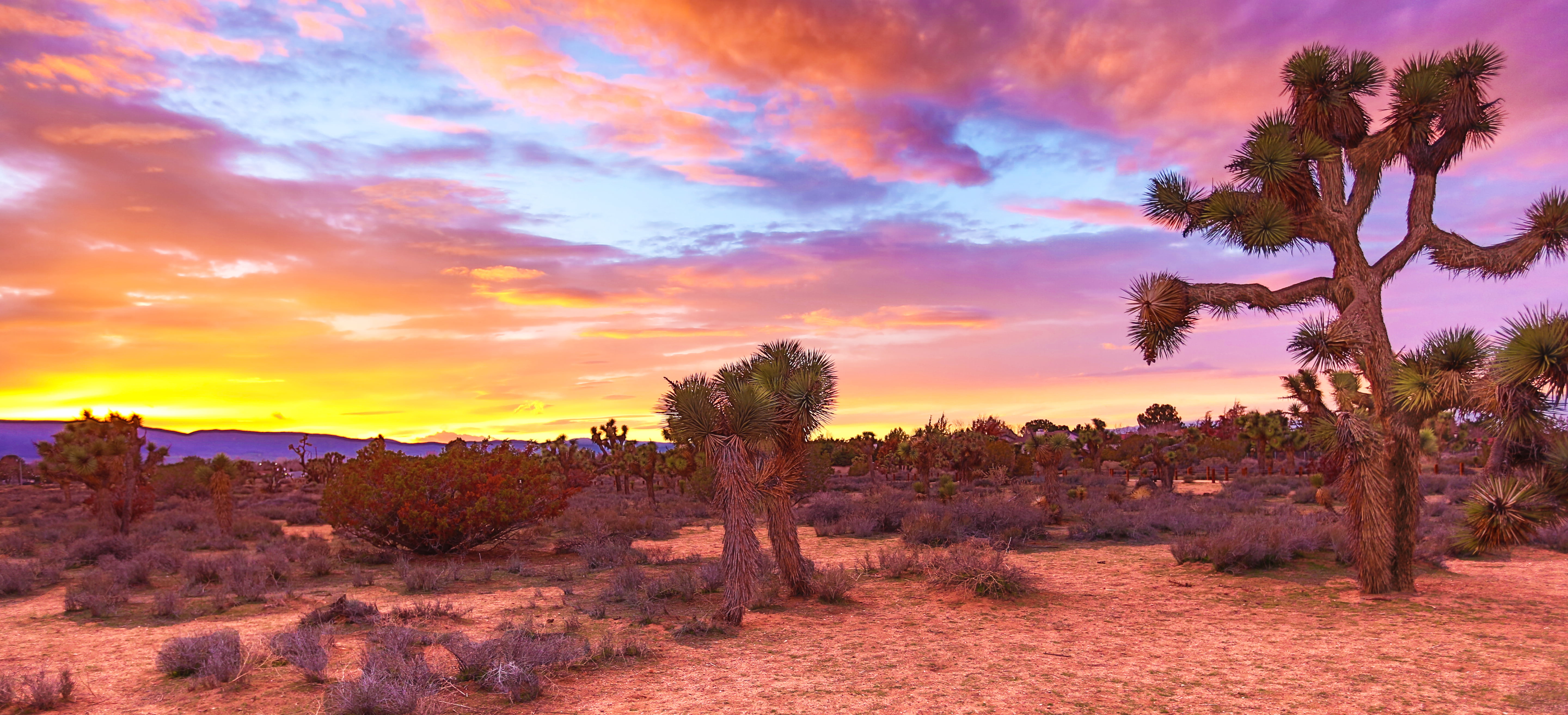 Cactus Desert Background