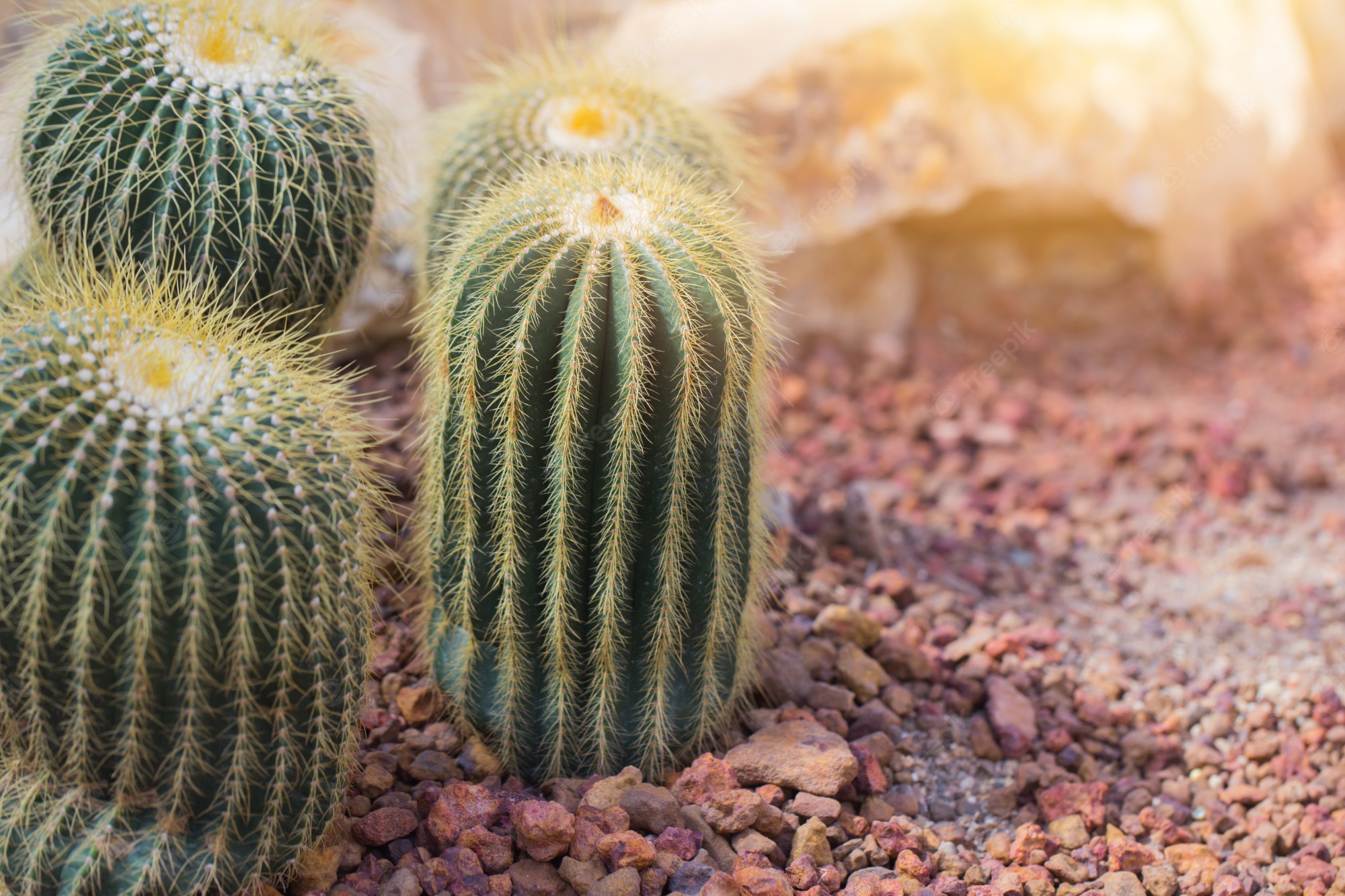 Cactus Desert Background