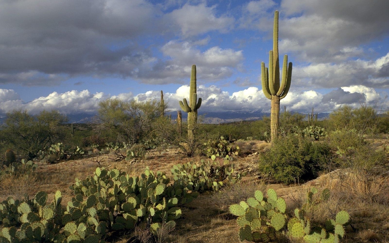 Cactus Desktop Wallpapers