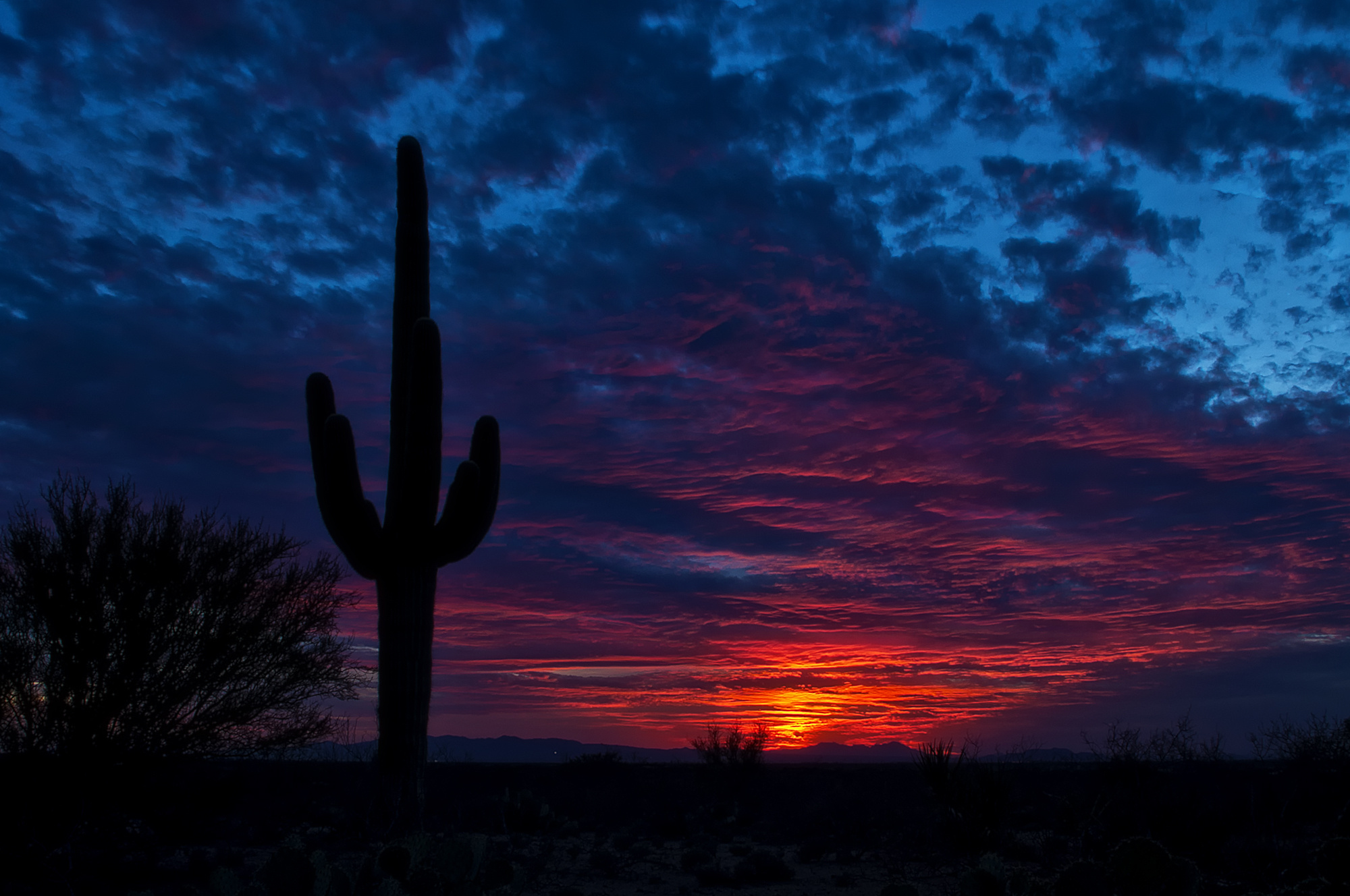 Cactus Desktop Wallpapers