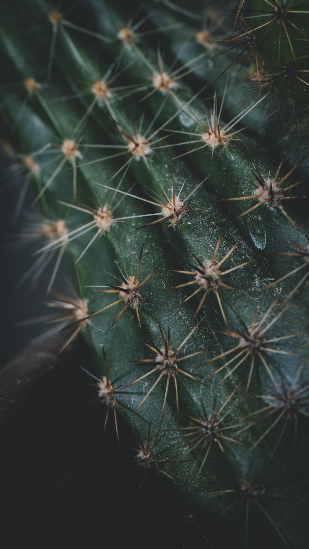 Cactus Iphone Wallpapers