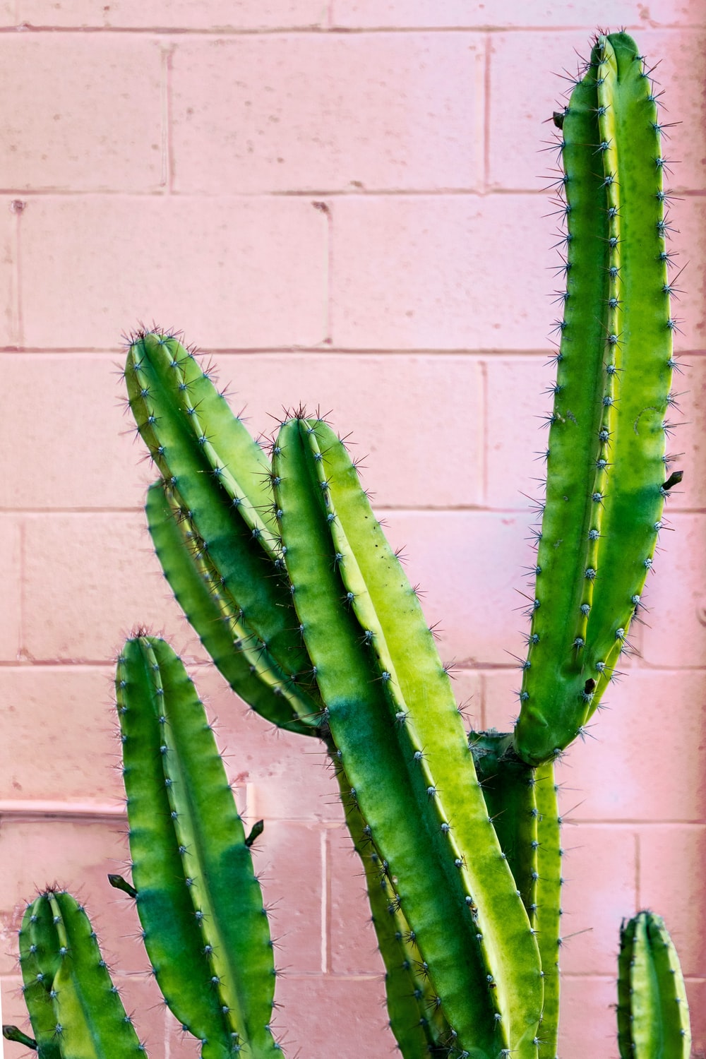 Cactus Phone Wallpapers