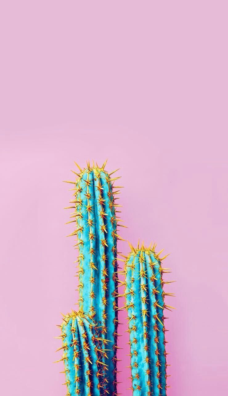 Cactus Phone Wallpapers