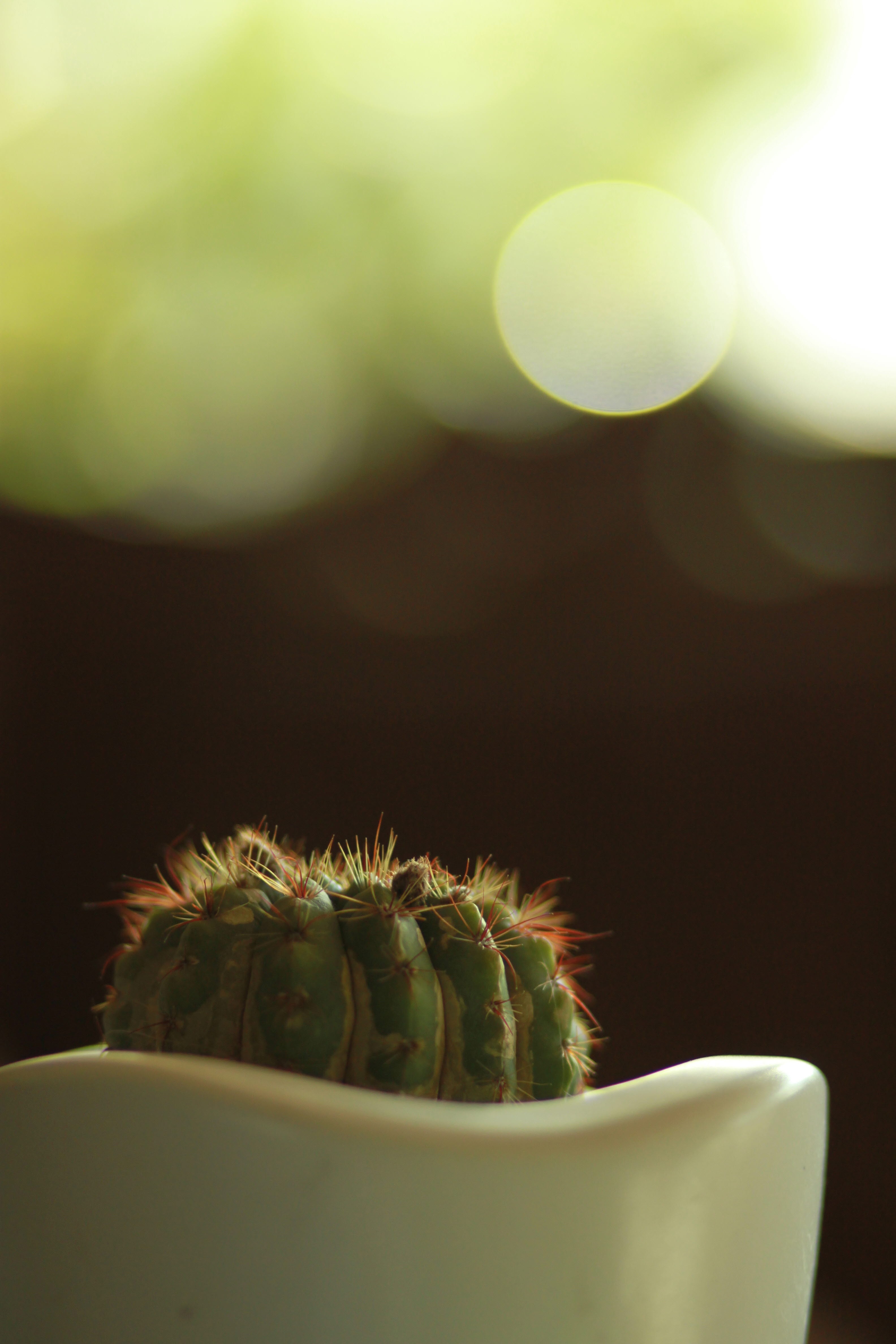 Cactus Phone Wallpapers